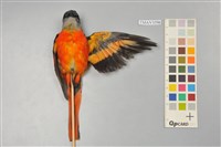 藏品(灰喉山椒鳥)的圖片